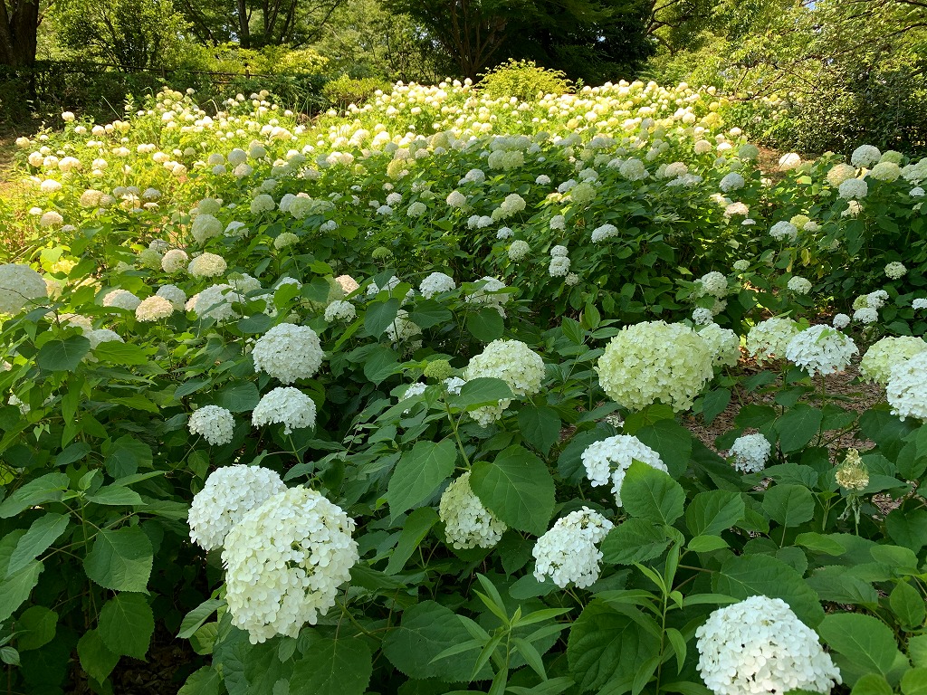 花 植物 国営昭和記念公園公式ホームページ